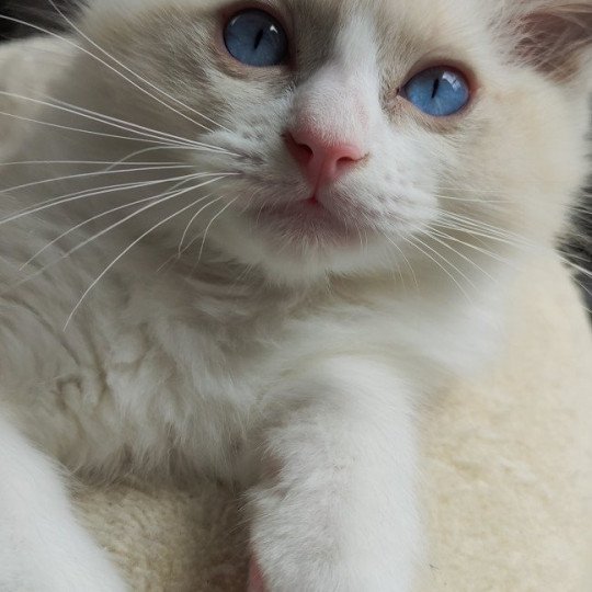 U'Millie De Blue Eyes Jess Femelle Ragdoll