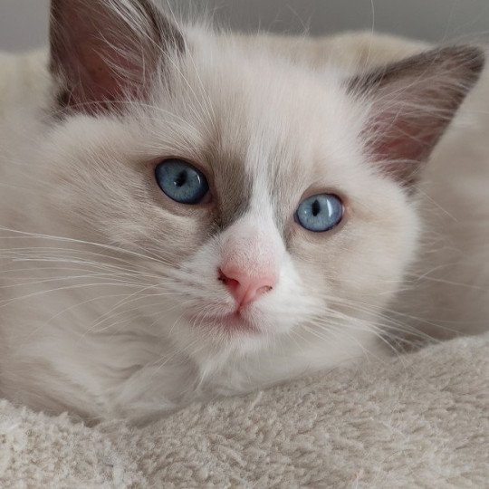 Waco De Blue Eyes Jess Mâle Ragdoll