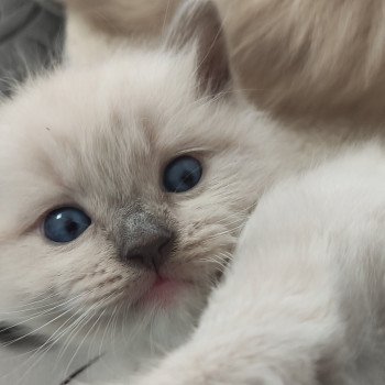 chaton Ragdoll blue mitted Collier marron Chatterie de Blue Eyes Jess