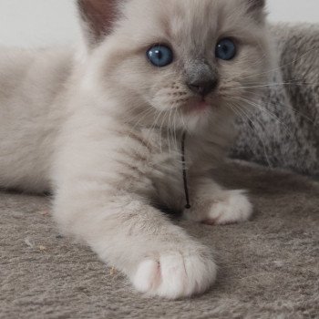 chaton Ragdoll blue mitted Vishnou Chatterie de Blue Eyes Jess