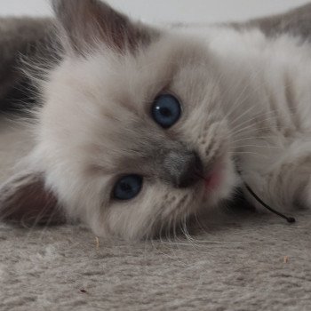 chaton Ragdoll blue mitted Vishnou Chatterie de Blue Eyes Jess