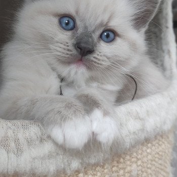 chaton Ragdoll blue mitted Vishnou Chatterie de Blue Eyes Jess