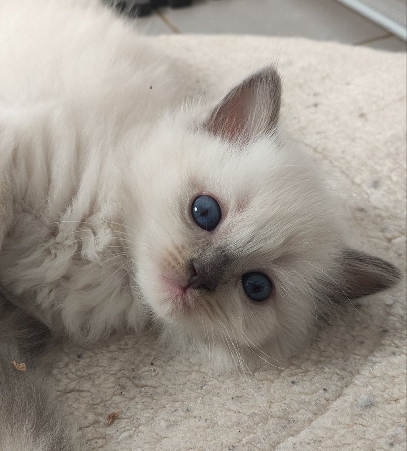 Vishnou De Blue Eyes Jess Mâle Ragdoll