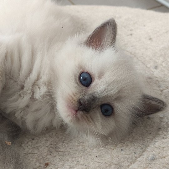 Vishnou De Blue Eyes Jess Mâle Ragdoll