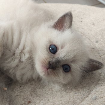 chaton Ragdoll blue mitted Vishnou Chatterie de Blue Eyes Jess