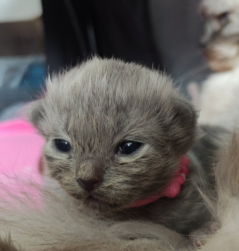 Abby De Blue Eyes Jess Femelle Ragdoll Abby De Blue Eyes Jess Femelle Ragdoll