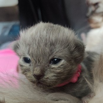 chaton Ragdoll blue Abby Chatterie de Blue Eyes Jess chaton Ragdoll blue Abby Chatterie de Blue Eyes Jess