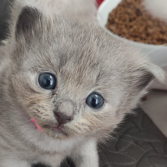 Abby De Blue Eyes Jess Femelle Ragdoll