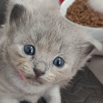 chaton Ragdoll blue Abby Chatterie de Blue Eyes Jess chaton Ragdoll blue Abby Chatterie de Blue Eyes Jess