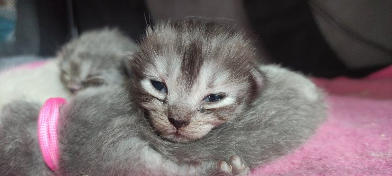 Aïko De Blue Eyes Jess Femelle Ragdoll Aïko De Blue Eyes Jess Femelle Ragdoll