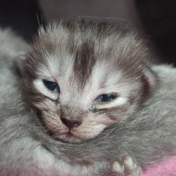 chaton Ragdoll black Aïko Chatterie de Blue Eyes Jess chaton Ragdoll black Aïko Chatterie de Blue Eyes Jess