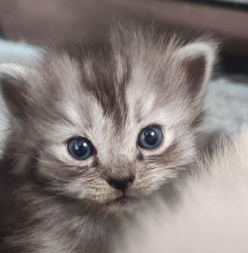 Aïko De Blue Eyes Jess Femelle Ragdoll