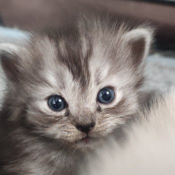 chaton Ragdoll black Aïko Chatterie de Blue Eyes Jess chaton Ragdoll black Aïko Chatterie de Blue Eyes Jess