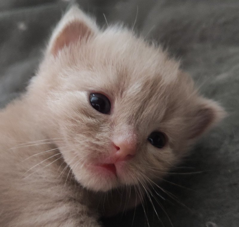 Alita De Blue Eyes Jess Femelle Ragdoll Alita De Blue Eyes Jess Femelle Ragdoll