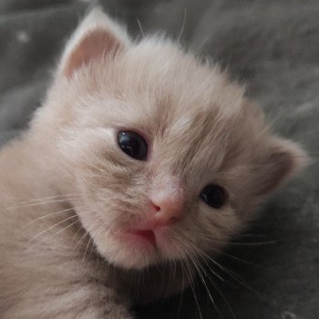 chaton Ragdoll fawn Alita Chatterie de Blue Eyes Jess chaton Ragdoll fawn Alita Chatterie de Blue Eyes Jess