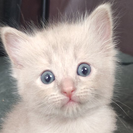 Alita De Blue Eyes Jess Femelle Ragdoll