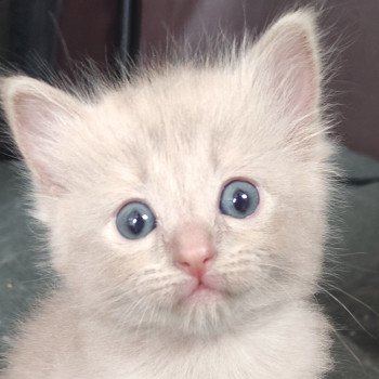 chaton Ragdoll fawn Alita Chatterie de Blue Eyes Jess chaton Ragdoll fawn Alita Chatterie de Blue Eyes Jess