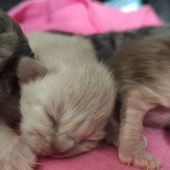 chaton Ragdoll blue mink Amaya Chatterie de Blue Eyes Jess chaton Ragdoll blue mink Amaya Chatterie de Blue Eyes Jess