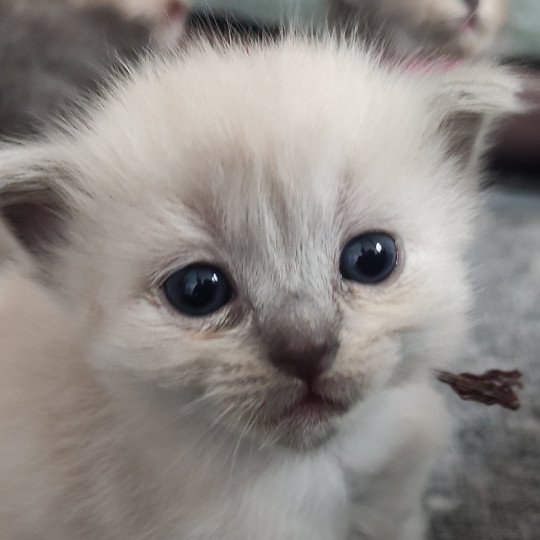 Amaya De Blue Eyes Jess Femelle Ragdoll