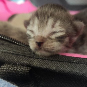 chaton Ragdoll chocolate Ambre Chatterie de Blue Eyes Jess chaton Ragdoll chocolate Ambre Chatterie de Blue Eyes Jess