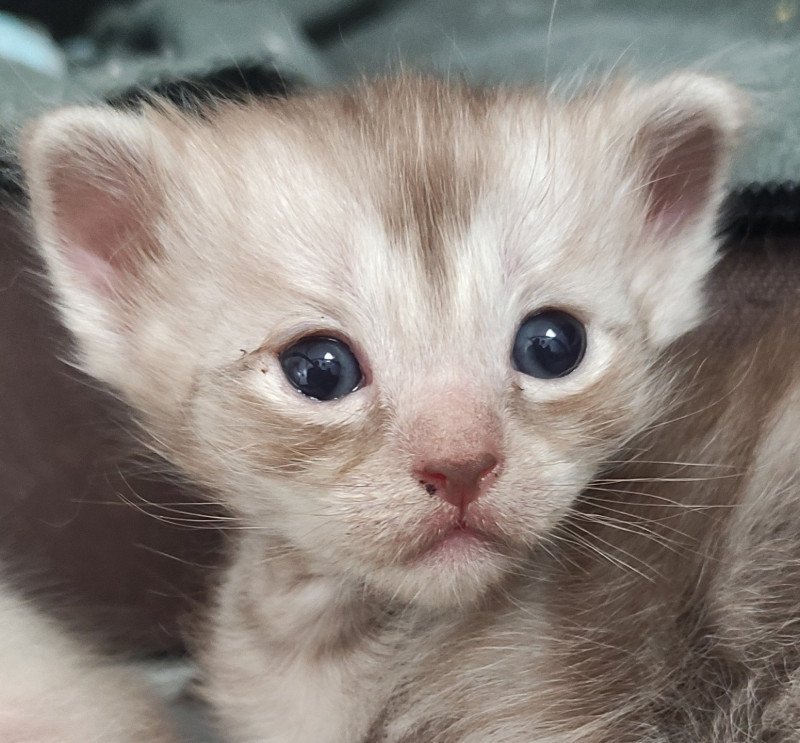 A'Vaïa De Blue Eyes Jess Femelle Ragdoll