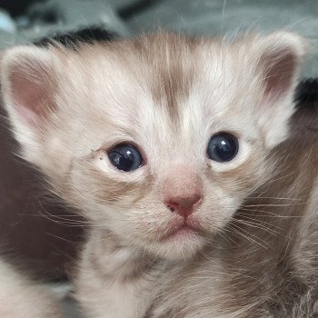 chaton Ragdoll chocolate Ambre Chatterie de Blue Eyes Jess chaton Ragdoll chocolate Ambre Chatterie de Blue Eyes Jess