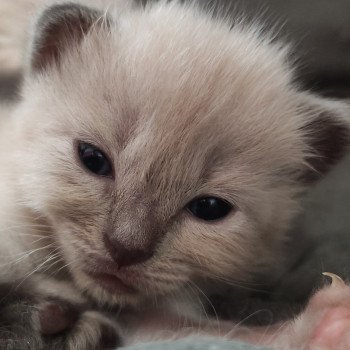 chaton Ragdoll blue mink Amy Chatterie de Blue Eyes Jess chaton Ragdoll blue mink Amy Chatterie de Blue Eyes Jess