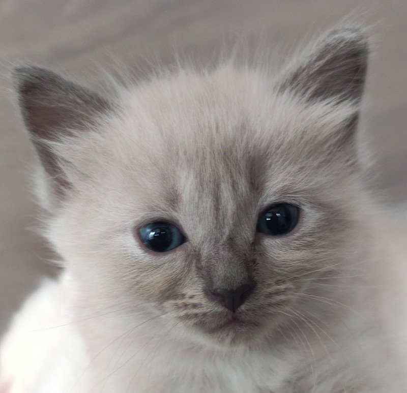 Amy De Blue Eyes Jess Femelle Ragdoll