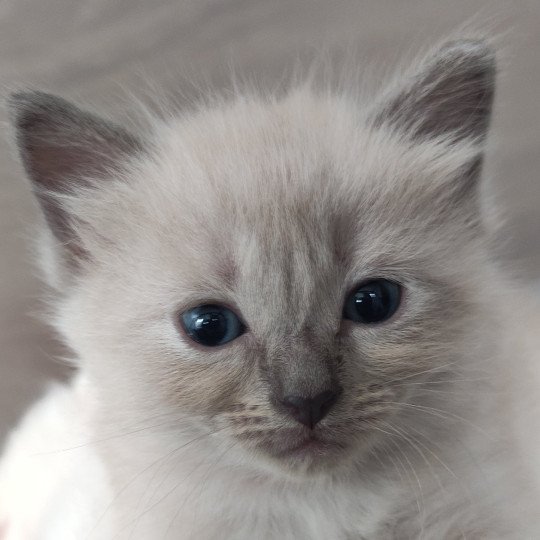Amy De Blue Eyes Jess Femelle Ragdoll
