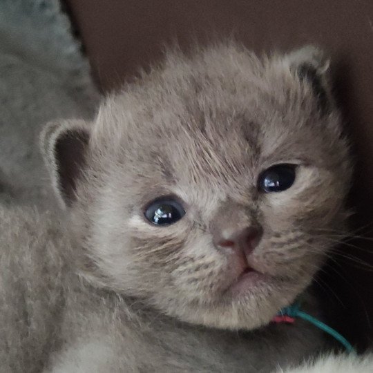 April De Blue Eyes Jess Femelle Ragdoll