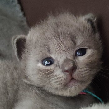 chaton Ragdoll blue April Chatterie de Blue Eyes Jess chaton Ragdoll blue April Chatterie de Blue Eyes Jess