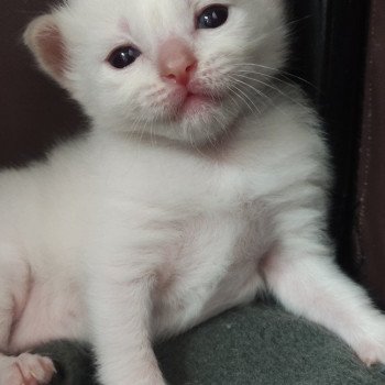 chaton Ragdoll fawn mink Artémis Chatterie de Blue Eyes Jess chaton Ragdoll fawn mink Artémis Chatterie de Blue Eyes Jess