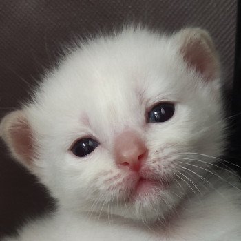 chaton Ragdoll fawn mink Artémis Chatterie de Blue Eyes Jess chaton Ragdoll fawn mink Artémis Chatterie de Blue Eyes Jess