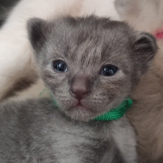 Aubin De Blue Eyes Jess Mâle Ragdoll