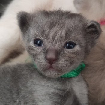 chaton Ragdoll blue Aubin Chatterie de Blue Eyes Jess chaton Ragdoll blue Aubin Chatterie de Blue Eyes Jess