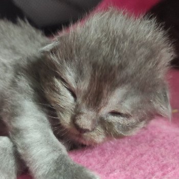 chaton Ragdoll blue Austin Chatterie de Blue Eyes Jess chaton Ragdoll blue Austin Chatterie de Blue Eyes Jess
