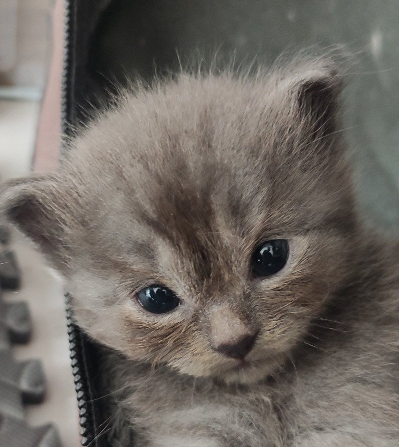 Austin De Blue Eyes Jess Mâle Ragdoll