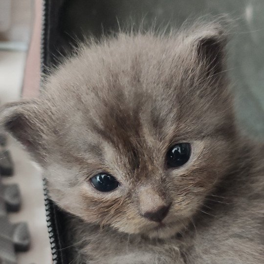 Austin De Blue Eyes Jess Mâle Ragdoll