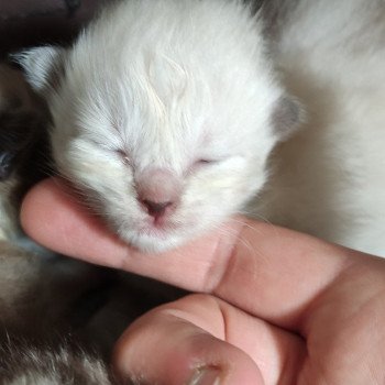 chaton Ragdoll seal sepia mitted Collier blanc Chatterie de Blue Eyes Jess