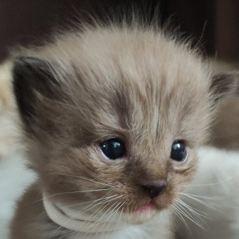 chaton Ragdoll seal sepia mitted Ysalia Chatterie de Blue Eyes Jess