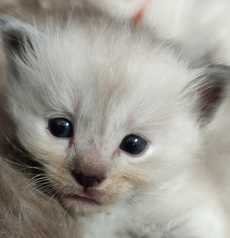 Willows De Blue Eyes Jess Mâle Ragdoll