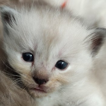 chaton Ragdoll blue mink Collier bleu Chatterie de Blue Eyes Jess