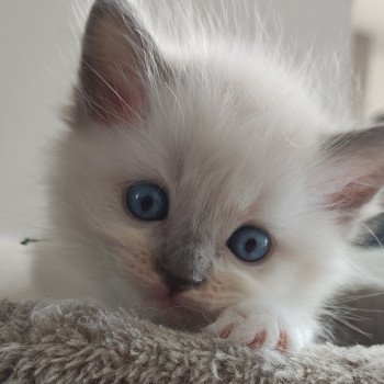 chaton Ragdoll blue mitted Collier vert Chatterie de Blue Eyes Jess