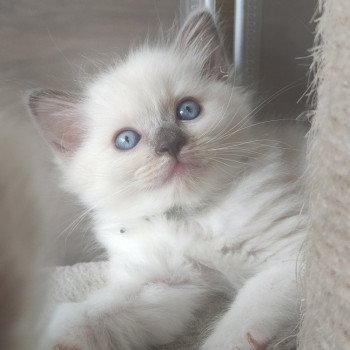 chaton Ragdoll blue mitted Woody Chatterie de Blue Eyes Jess