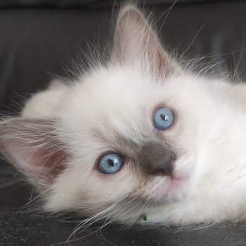 chaton Ragdoll blue mitted Woody Chatterie de Blue Eyes Jess