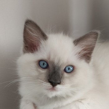 chaton Ragdoll blue mitted Woody Chatterie de Blue Eyes Jess