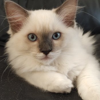 chaton Ragdoll blue mitted Woody Chatterie de Blue Eyes Jess