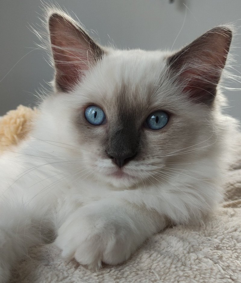 Woody De Blue Eyes Jess Mâle Ragdoll