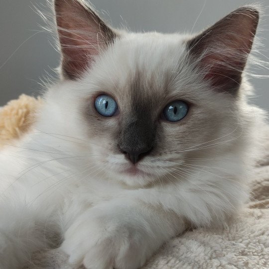 Woody De Blue Eyes Jess Mâle Ragdoll