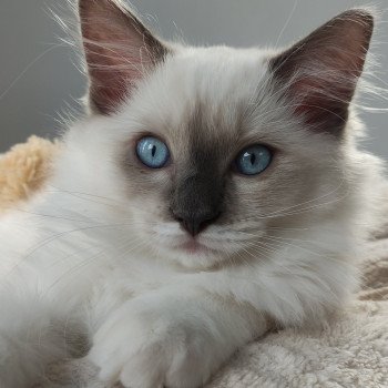 chaton Ragdoll blue mitted Woody Chatterie de Blue Eyes Jess